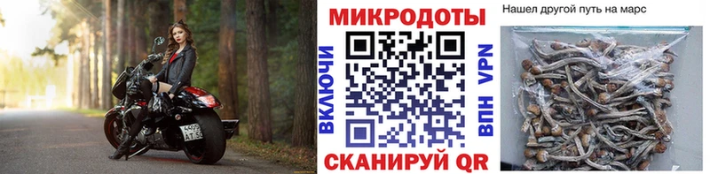 Галлюциногенные грибы Psilocybine cubensis Тбилисская